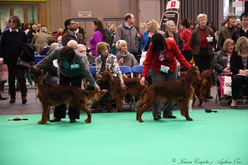 Crufts2011 347.jpg